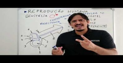Reprodução Humana