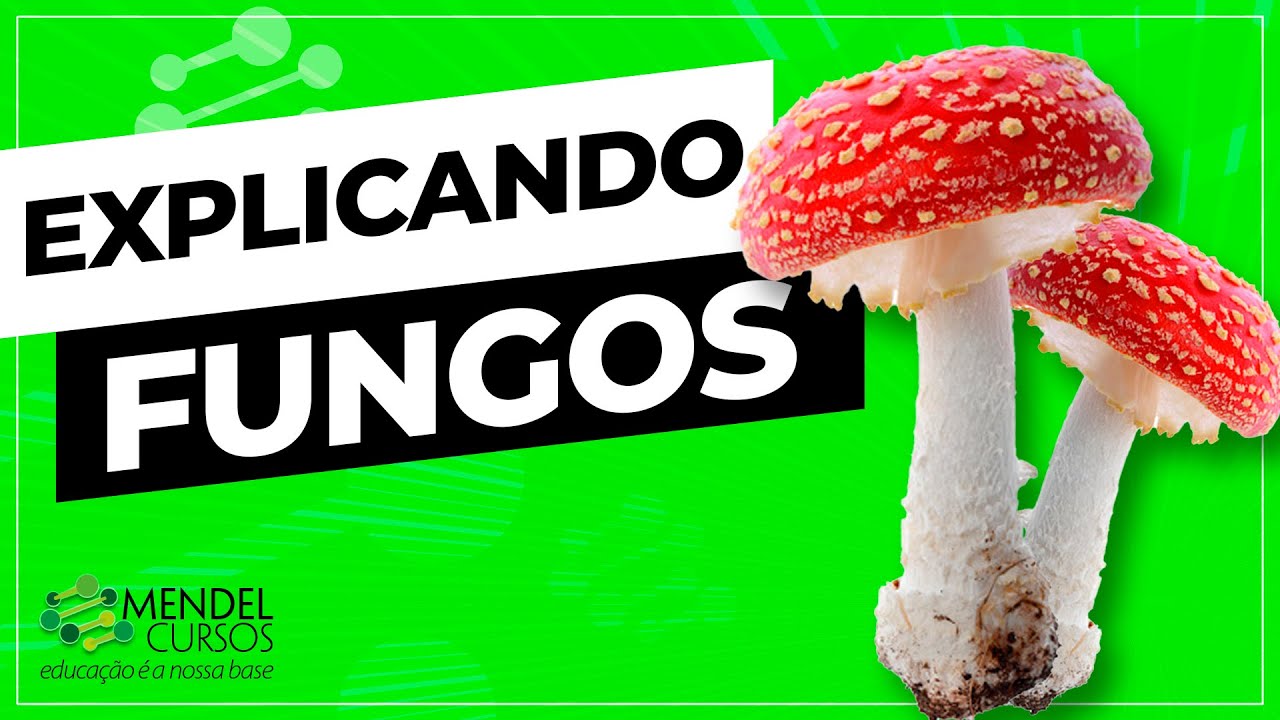 Fungos