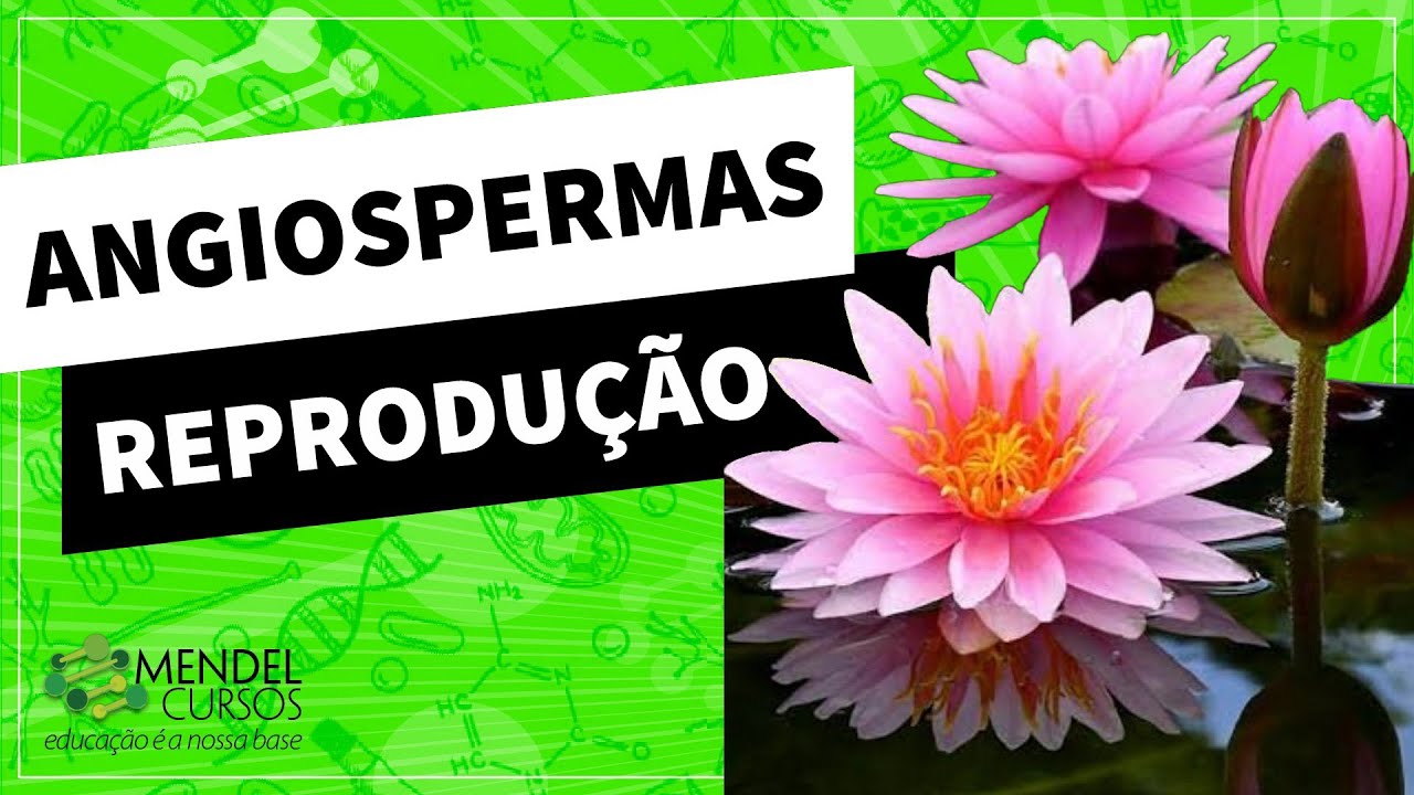 Angiospermas - reprodução