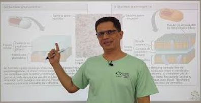 bactérias
