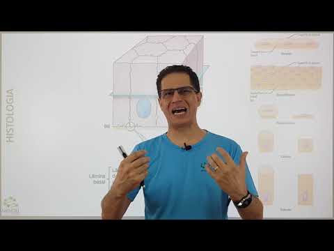 Histologia - tecido epitelial completo
