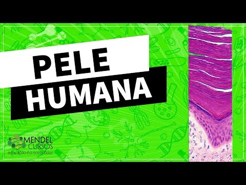 Histologia - Pele humana