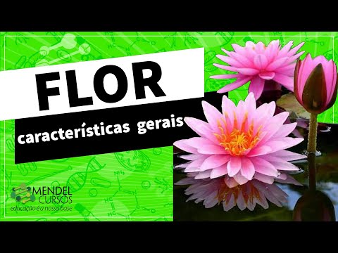 Angiospermas - Flor - PROF MICHEL - MENDEL CURSOS