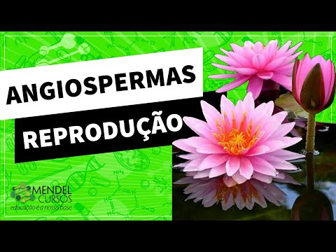 Angiospermas reprodução