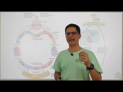 Sistema respiratório
