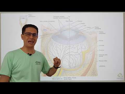 Sistema sensorial