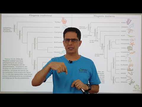 invertebrados - filogenia e fisiologia comparada