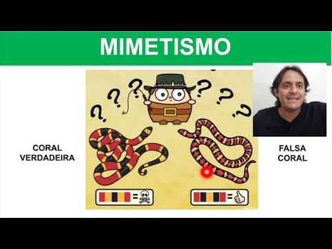 É mimetismo ou camuflagem?