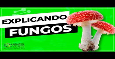 Fungos