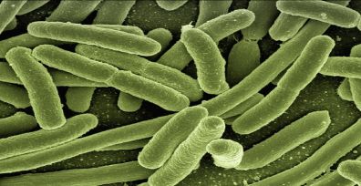 Protozoários