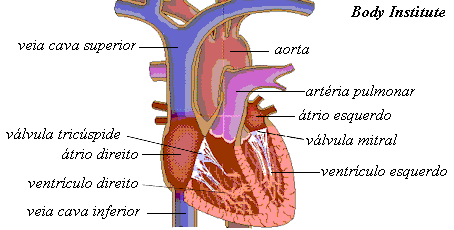 : : :  coração  : : :