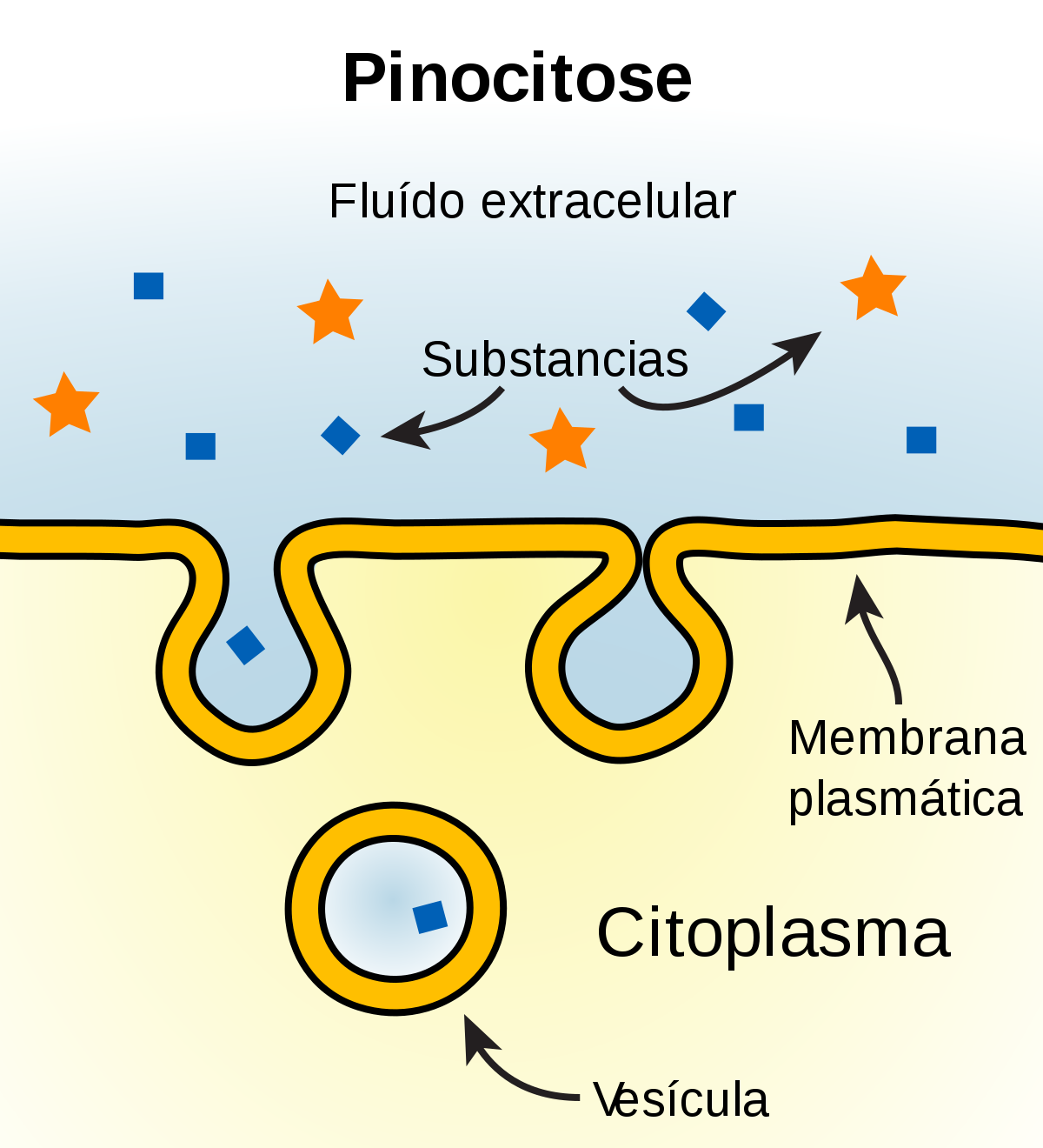 Fisiologia da Membrana Plasmática