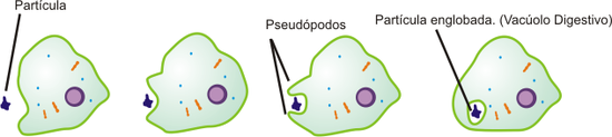 Fisiologia da Membrana Plasmática