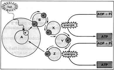 Plastos - Fotossíntese e Quimiossíntese