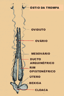 Anfíbios