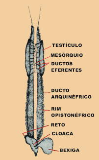 Anfíbios