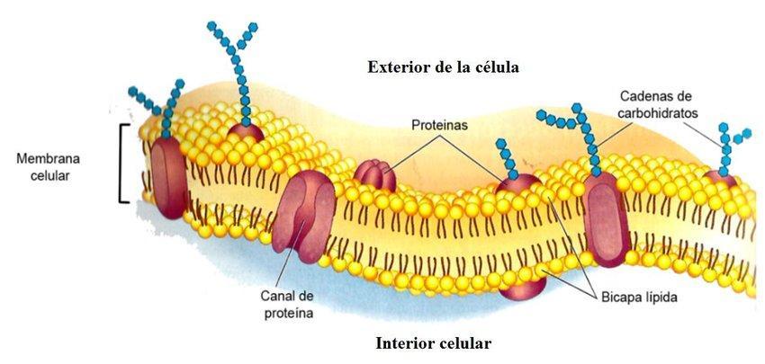Membrana Plasmática
