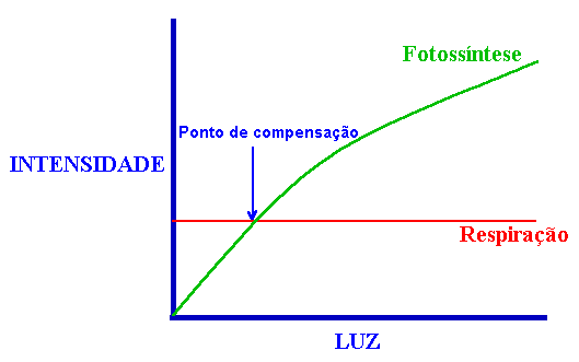 Fotossíntese 3 Fotossíntese