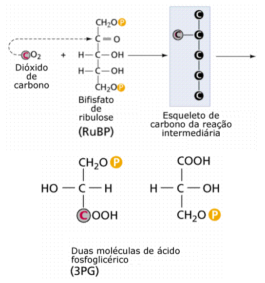 Fotossíntese 7 Fotossíntese
