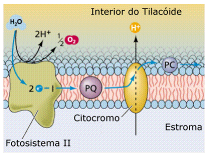 Fotossíntese 6 Fotossíntese