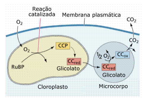 Fotossíntese 9 Fotossíntese