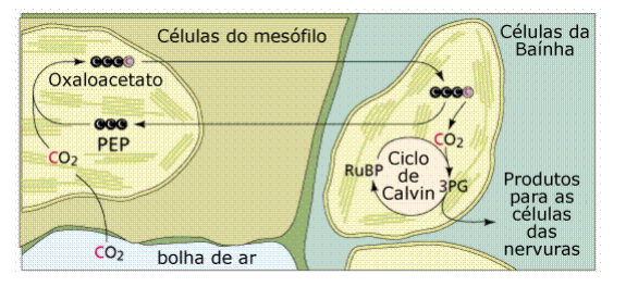 Fotossíntese 8 Fotossíntese