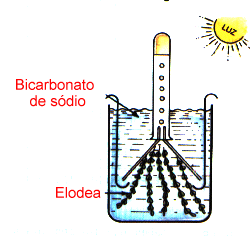 Fotossíntese 2 Fotossíntese
