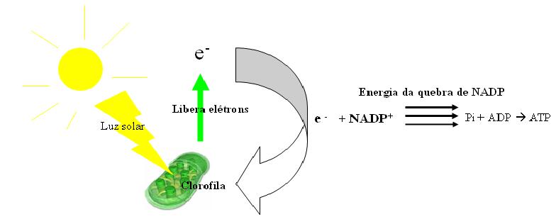 Plastos - Fotossíntese e Quimiossíntese
