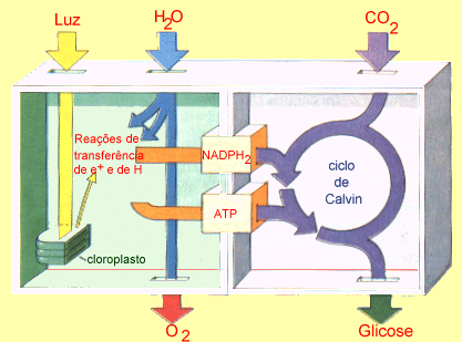 Fotossíntese 1 Fotossíntese