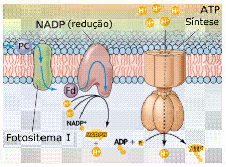 Fotossíntese 5 Fotossíntese