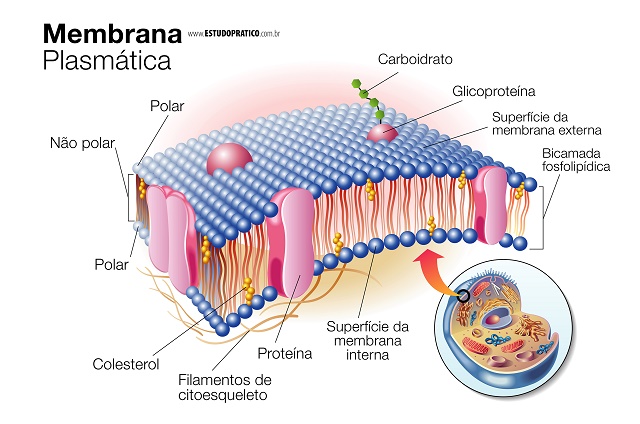 Membrana Plasmática
