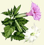 As leis de Mendel