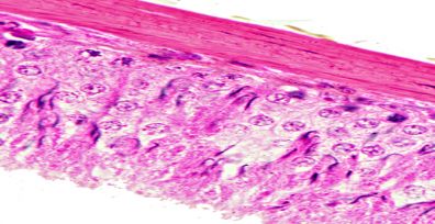 Exercícios de  histologia pela Prof Ana