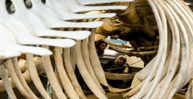 Graduação em Biologia Marinha está com inscrições abertas para processo seletivo