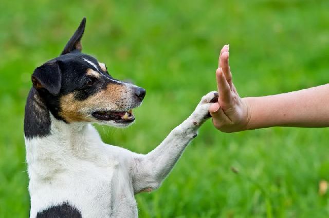 Quais áreas de trabalho existem para quem ama animais?
