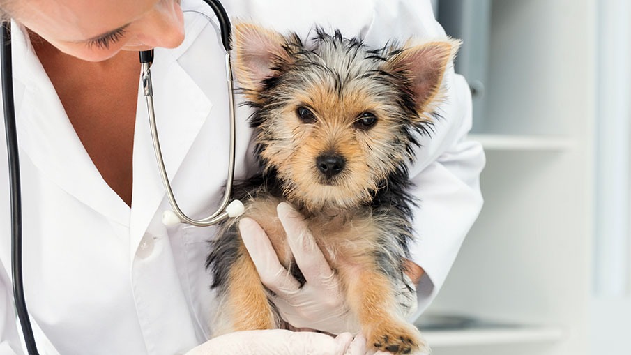 Quais áreas de trabalho existem para quem ama animais?